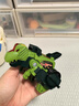 偉易達（Vtech）兒童變形玩具恐龍神兵小將霸王龍超變吉普車(chē)汽車(chē)男孩3-8歲禮物 曬單實(shí)拍圖
