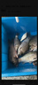 民間藝人魚(yú)鉤子線(xiàn)雙鉤成品仕掛鉤成品子線(xiàn)魚(yú)鉤綁好金袖鉤手工綁制魚(yú)線(xiàn)線(xiàn)組 金袖有刺4.0號鉤-0.8子線(xiàn) 曬單實(shí)拍圖