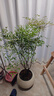 植男植女南天竹室內(nèi)辦公室精品大型綠植盆栽客廳造景真樹四季常青源頭直發(fā) 曬單實拍圖