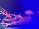 金號(hào)A類浴巾純棉兒童浴巾嬰兒夏天紗布洗澡毛巾吸水女士浴巾無捻繡花 曬單實(shí)拍圖