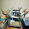 森森 小鯉魚(yú)缸水泵小型潛水泵過(guò)濾泵抽水泵XQP-500 6W 曬單實(shí)拍圖