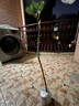 芒果苗樹(shù)四季貴妃芒凱特嫁接樹(shù)苗果樹(shù)果苗南方陽(yáng)臺盆栽地栽好養活 凱特芒 高度 70-80cm 曬單實(shí)拍圖
