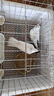 哈駱頓鴿子籠家用養殖鳥(niǎo)籠子特大號繁殖籠折疊配對籠大型帶隔斷鴿子窩 銀色加固款【50*35*40cm】 【托盤(pán)+食盒水盒+腳墊+草窩】 曬單實(shí)拍圖