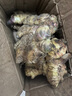 產(chǎn)地直發(fā)云南小黃姜新鮮生姜黃姜調味料新鮮蔬菜生鮮 1斤 裝 曬單實(shí)拍圖