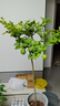 香水檸檬樹(shù)苗盆栽可結果樹(shù)苗大型綠植室內客廳四季好養植物 檸檬樹(shù)1-1.2米+白螺紋盆 曬單實(shí)拍圖