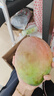 京鮮生 攀枝花凱特芒果 凈重4.5斤 單果300g+ 生鮮水果源頭直發(fā) 曬單實(shí)拍圖