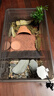 龜友天下烏龜缸黃緣專(zhuān)用飼養箱造景生態(tài)大號缸水陸兩棲半水龜躲避龜缸家用 黃緣龜生態(tài)缸透明灰套餐(帶排水) 曬單實(shí)拍圖