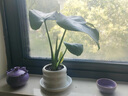 龜背竹盆栽客廳室內大葉植物小苗花卉耐除甲醛好養桌面綠植 小龜背竹30cm甜甜圈陶瓷盆 無(wú)規格 曬單實(shí)拍圖
