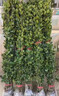 北海道大葉黃楊圍墻樹(shù)苗日本冬青苗庭院綠化四季常青耐寒綠籬植物 北海道黃楊50-60高20顆 111cm(含)-140cm(含) 曬單實(shí)拍圖