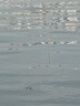 漢鼎戰(zhàn)鰱鳙浮漂野釣醒目高靈敏鯽魚鯉魚淺水綜合漂套裝高靈敏魚漂 曬單實拍圖