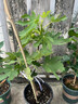 無(wú)花果樹(shù)果苗帶果矮化盆栽特大果波姬紅金傲芬斯特拉無(wú)花果苗樹(shù)苗 格萊斯6年苗當年結果（帶土帶葉發(fā)貨） 81cm(含)-110cm(含) 曬單實(shí)拍圖