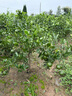 傾潤新品種青皮蜜桔苗 日南一號桔苗早熟青柑橘苗 嫁接無(wú)核蜜桔子樹(shù)苗 8年苗當年結果豐產(chǎn) 111cm(含)-140cm(含) 曬單實(shí)拍圖