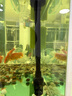 YEE魚(yú)缸三合一水泵上過(guò)濾增氧抽水過(guò)濾系統頂濾外置濾盒循環(huán)潛水泵 25W【吸盤(pán)+夾片式】裸泵/適合60cm以上魚(yú)缸 曬單實(shí)拍圖