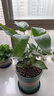 天堂鳥(niǎo)盆栽客廳室內大型綠植辦公室居家植物新房吸除甲醛好養 天堂鳥(niǎo)60-70厘米（原盆）3顆 曬單實(shí)拍圖