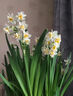 伊多祥水仙花水培營(yíng)養液催花促花矮壯素快速開(kāi)花肥料植物花卉生長(cháng)調節劑 1瓶【花開(kāi)更旺 花期更長(cháng)】 曬單實(shí)拍圖