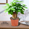 陽(yáng)凈【陶瓷盆】發(fā)財樹(shù)盆栽他批室內植物大棵客廳招財植物前臺綠植喬遷 【5年精品】S級三桿發(fā)財樹(shù)(原盆+招財吊牌) 曬單實(shí)拍圖