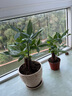 發(fā)財樹(shù)盆栽大植物室內辦公室桌面客廳小盆景招財樹(shù)苗綠植花卉盆栽 三桿發(fā)財樹(shù) 5-8cm【原盆】 【送肥料】 曬單實(shí)拍圖