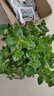 四季常青金魚花吊蘭盆栽室內(nèi)綠植花卉多肉植物發(fā)財樹好養(yǎng)易活客廳 金魚吊蘭【整盆20-30顆】原盆土 曬單實拍圖