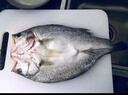 海鼎紀三去海鱸魚(yú)2條裝共800g 開(kāi)背鱸魚(yú)生鮮魚(yú)類(lèi) 海鮮水產(chǎn)夜宵食材 曬單實(shí)拍圖