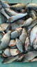 ZUKIBO高濃中藥麝香酒釣魚(yú)小藥黑坑野釣鯽鯉魚(yú)專(zhuān)用誘魚(yú)開(kāi)口劑正品添加劑拉個(gè)大【拍一發(fā)二  拉個(gè)大*2】 曬單實(shí)拍圖