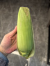 京鮮生云南水果玉米5斤 鮮甜玉米棒 甜脆多汁 新鮮蔬菜 源頭直發(fā)包郵 曬單實(shí)拍圖