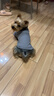 POPOCOLA小狗狗衣服秋冬款泰迪比熊雪納瑞可牽引冬季保暖寵物棉服冬天 休閑羽絨服馬甲【灰色】 L【 建議體重9-11斤】 曬單實(shí)拍圖