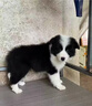 邊牧幼犬純種邊牧隕石邊牧雙血統黑白邊牧邊境牧羊犬金邊牧活體狗 寵物級 隕石邊牧 母 曬單實(shí)拍圖