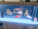 吉印刀鋒X魚(yú)缸增艷燈led燈照明防水紅龍增色燈鸚鵡魚(yú)發(fā)色燈rgb三基色 刀鋒xpro升級款 可定時(shí)丨調光 143cm 曬單實(shí)拍圖
