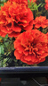 雅芳 AVON 小黑裙爽身露走珠香體露40ml*3干爽香體腋下異味淡花香型 曬單實拍圖