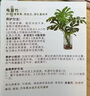 愛(ài)優(yōu)尚水培龜背竹盆栽客廳室內辦公室桌面植物2株吸甲醛源頭直發(fā) 曬單實(shí)拍圖