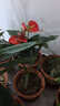 濃香型蘭花苗盆栽大花蕙蘭建蘭花卉盆栽室內(nèi)綠植物庭院四季開(kāi)花 大將軍22 （3苗送肥料+生根粉）當(dāng)年開(kāi)花 曬單實(shí)拍圖