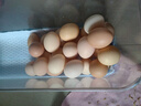 散養農家土雞蛋草雞蛋40-50g 溏心蛋早餐新鮮雞蛋京東包郵買(mǎi)菜 10枚土雞蛋 曬單實(shí)拍圖