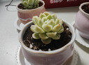 肉肉盆栽室內新款多肉植物組合玉露花盆土套餐新手綠植花卉 H-12-黃金草 含盆 曬單實(shí)拍圖