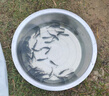 大草魚(yú)苗淡水養殖半斤一斤20厘米活體皖魚(yú)螺螄青魚(yú)苗可食用觀(guān)賞冷水魚(yú)小魚(yú)苗特大草魚(yú)魚(yú)苗批發(fā) 優(yōu)質(zhì)草魚(yú)苗 180條8-10厘米(加10%防損) 曬單實(shí)拍圖