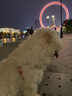英特威狗狗疫苗四聯(lián)疫苗二聯(lián)疫苗狂犬疫苗自打小狗疫苗寵必威套餐針 【幼犬套餐】四聯(lián)3針+狂犬1針 曬單實拍圖