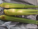 【現采現發(fā)】新鮮茭白時(shí)令蔬菜帶殼茭白高筍應季美食農家自種包郵 現采帶殼茭白0.8-1斤 凈重 曬單實(shí)拍圖