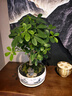 七葉蓮室內綠植八方來(lái)財盆栽辦公桌面發(fā)財樹(shù)客廳花卉好養植物盆景 山水盆【七葉蓮】 整套成品（山石苔蘚，帶盆種好） 曬單實(shí)拍圖