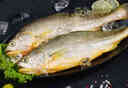 1號會(huì )員店 冷凍深海野化三去黃花魚(yú) 寧德大黃魚(yú)800g/2條裝 盒裝 生鮮魚(yú)類(lèi) 曬單實(shí)拍圖