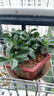 小盆梔子花盆栽四季開(kāi)花不帶花苞室內綠蘿水培花卉綠植物好養易活 高配款：15-20cm【帶花苞6株】開(kāi)花飄香 濃香型梔子花【帶花苞】10天開(kāi)花 曬單實(shí)拍圖