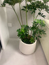 鴨腳木懶人綠植客廳大型盆栽落地室內好養辦公室花卉盆栽高級感 鴨腳木1.2-1.4m 白色聚寶樹(shù)脂盆 曬單實(shí)拍圖
