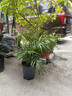 泰西絲大型綠植盆栽散尾葵袖珍椰子50-70cm無(wú)盆+燈籠卡片隨機 源頭直發(fā) 曬單實(shí)拍圖