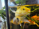 臺灣純種普身蝴蝶鯉觀(guān)賞魚(yú)冷水魚(yú)大鰭大尾冷水魚(yú)好養耐活包郵包活 貴妃黑白黃紅5-8公分各1條 曬單實(shí)拍圖