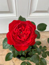 藤本月季花苗小苗特大花卉綠植物室內盆栽玫瑰薔薇花爬藤多季開(kāi)花 佛羅倫蒂娜（爬藤大花)高約【15-20cm】 曬單實(shí)拍圖