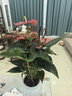 愛(ài)優(yōu)尚紅掌盆栽花卉植物室內防輻射凈化空氣開(kāi)花桌面小植物源頭直發(fā) 曬單實(shí)拍圖