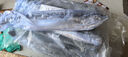 賣(mài)魚(yú)七郎 青島海捕大鲅魚(yú)整條凈重5斤（5-8條）馬鮫魚(yú)海鮮生鮮魚(yú)類(lèi) 曬單實(shí)拍圖
