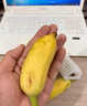 【順豐陸/空運】海南五指山樹(shù)熟芭蕉野香蕉孕婦寶寶新鮮水果粉糯 【甄選禮盒裝】4斤|順豐陸運 精品海南芭蕉 曬單實(shí)拍圖