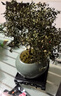 開(kāi)時(shí)果 小葉赤楠盆景擺件 辦公室桌面綠植花卉好養盆栽植物源頭直發(fā)包郵 【熱銷(xiāo)款】哥窯浸墨盆+苔蘚+底座 曬單實(shí)拍圖