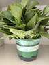 雙盟綠蘿盆栽除甲醛花卉綠植辦公室新房?jì)艋諝?80加侖4盆裝源頭直發(fā) 曬單實(shí)拍圖