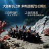遼參大連有機冷凍海參1斤10-12只非即食京東自營(yíng)旗艦店獨立包裝正品 曬單實(shí)拍圖