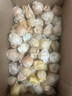 京鮮生 東北姑娘果燈籠果 凈重2斤裝  新鮮水果 源頭直發(fā)包郵 曬單實(shí)拍圖